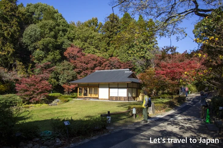 宗節庵あたりの紅葉：東山動植物園の紅葉の見どころ完全ガイド(19)