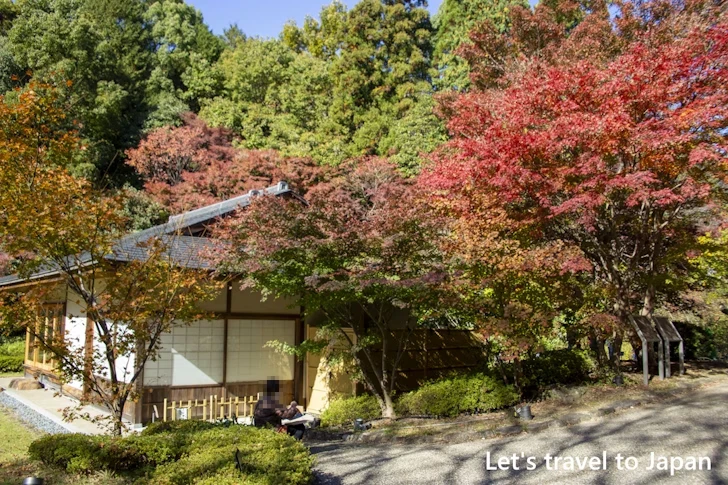 宗節庵あたりの紅葉：東山動植物園の紅葉の見どころ完全ガイド(20)