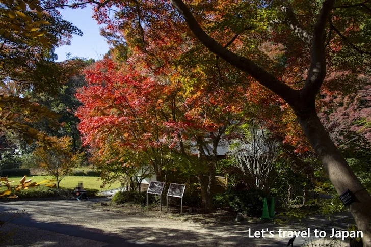宗節庵あたりの紅葉：東山動植物園の紅葉の見どころ完全ガイド(21)