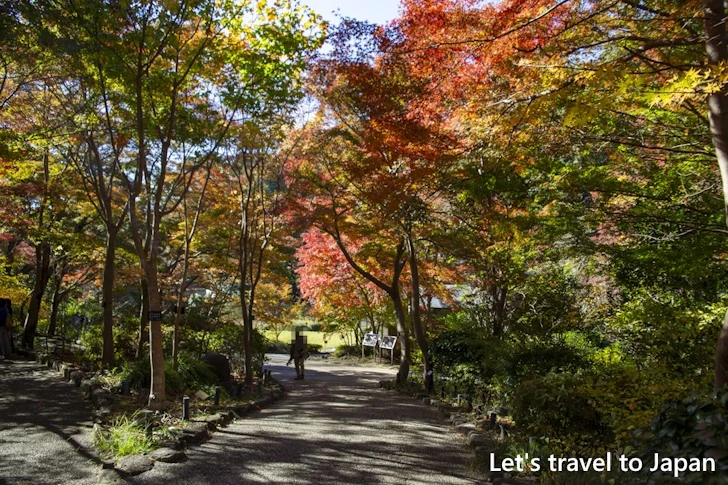 宗節庵あたりの紅葉：東山動植物園の紅葉の見どころ完全ガイド(22)