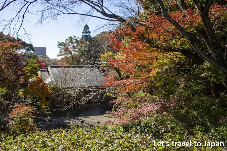 宗節庵あたりの紅葉：東山動植物園の紅葉の見どころ完全ガイド(23)
