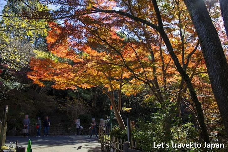 奥池あたりの紅葉：東山動植物園の紅葉の見どころ完全ガイド(29)