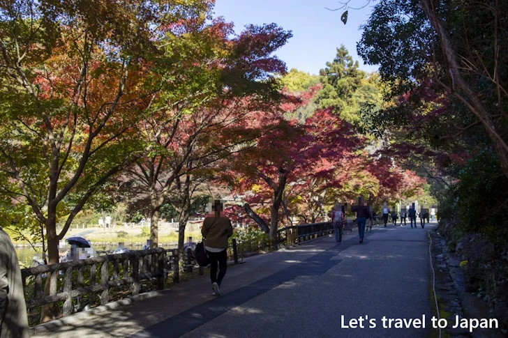 奥池あたりの紅葉：東山動植物園の紅葉の見どころ完全ガイド(30)