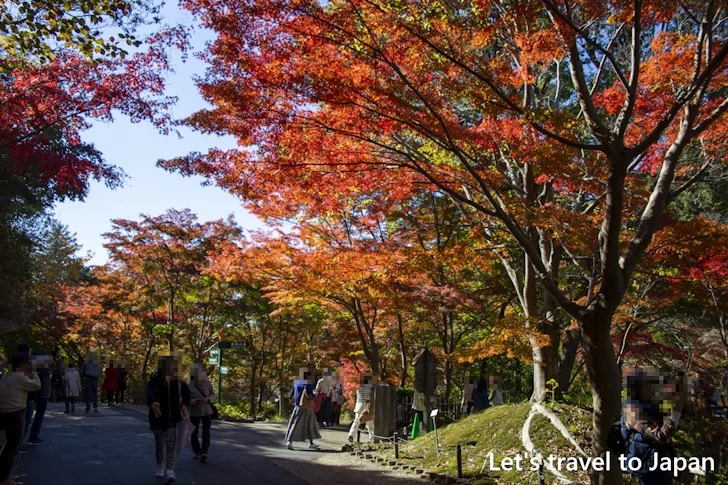 奥池あたりの紅葉：東山動植物園の紅葉の見どころ完全ガイド(32)
