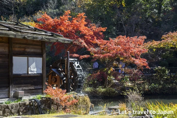 奥池あたりの紅葉：東山動植物園の紅葉の見どころ完全ガイド(37)