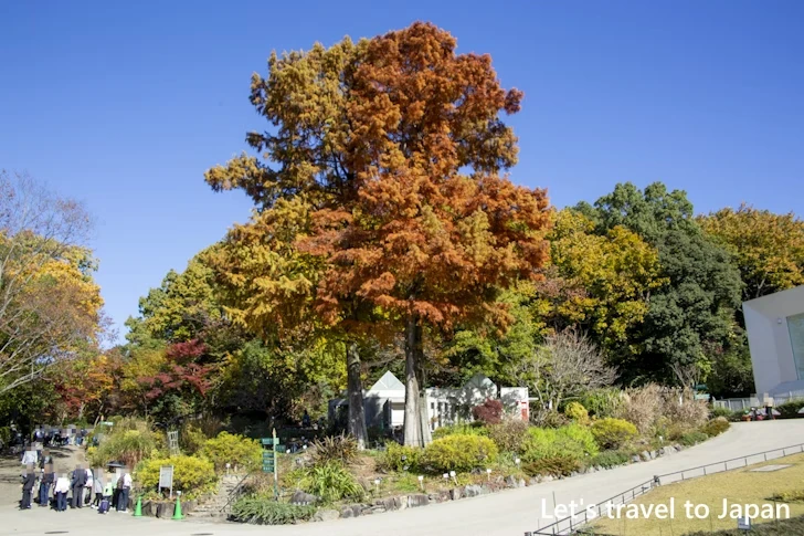 植物園の入り口から奥池まで：東山動植物園の紅葉の見どころ完全ガイド(5)