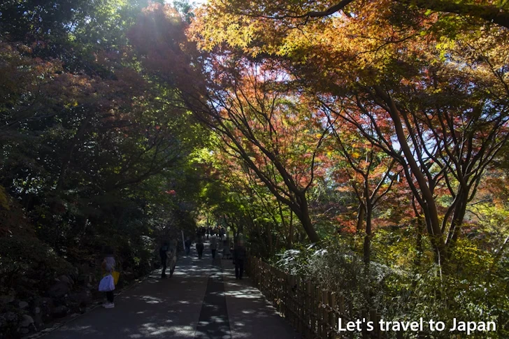 植物園の入り口から奥池まで：東山動植物園の紅葉の見どころ完全ガイド(56)