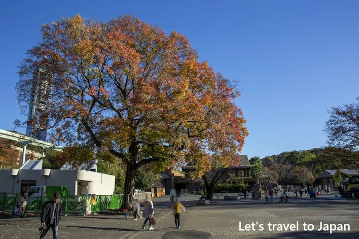 東山動物園の紅葉：東山動植物園の紅葉の見どころ完全ガイド(66)