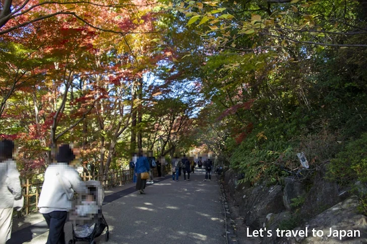 植物園の入り口から奥池まで：東山動植物園の紅葉の見どころ完全ガイド(8)