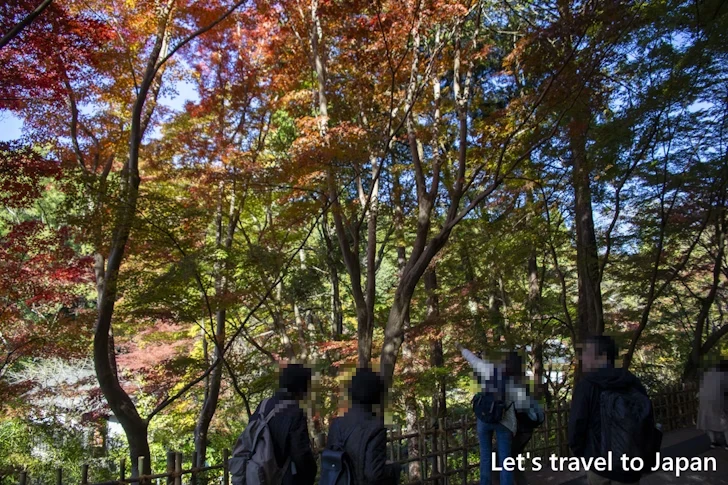 植物園の入り口から奥池まで：東山動植物園の紅葉の見どころ完全ガイド(9)