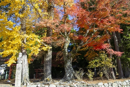 autumn leaves at Koyasan(100)