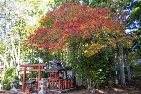 autumn leaves at Koyasan(102)