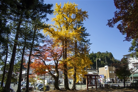 autumn leaves at Koyasan(103)