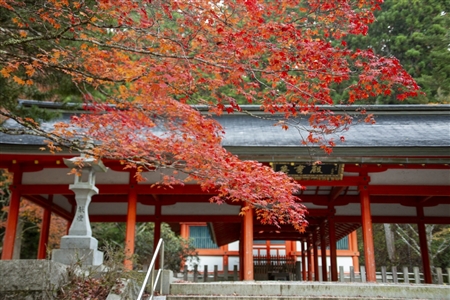 autumn leaves at Koyasan(11)