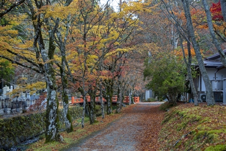 autumn leaves at Koyasan(19)