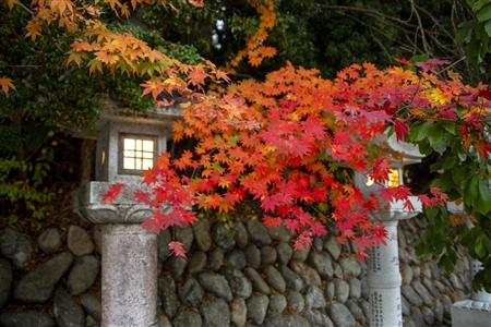 autumn leaves at Koyasan(2)