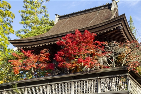 autumn leaves at Koyasan(25)