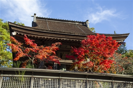 autumn leaves at Koyasan(26)