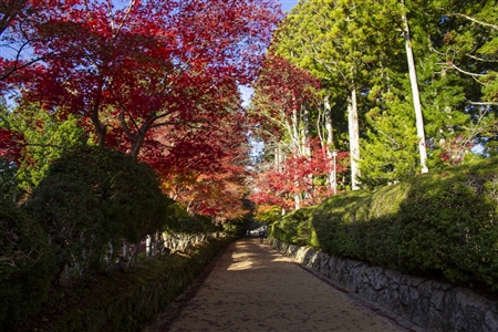 autumn leaves at Koyasan(31)