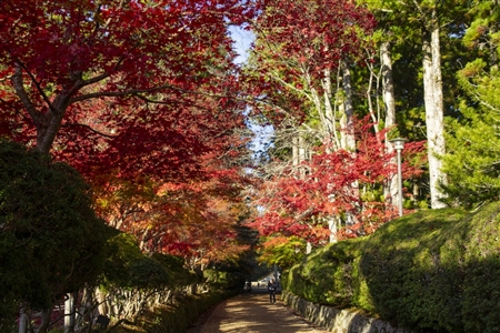 autumn leaves at Koyasan(32)