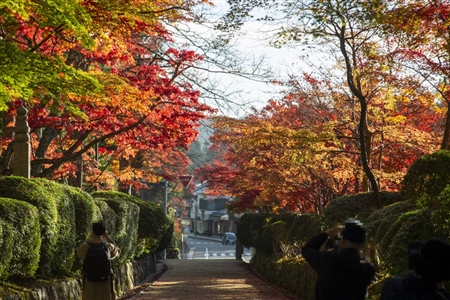 autumn leaves at Koyasan(34)