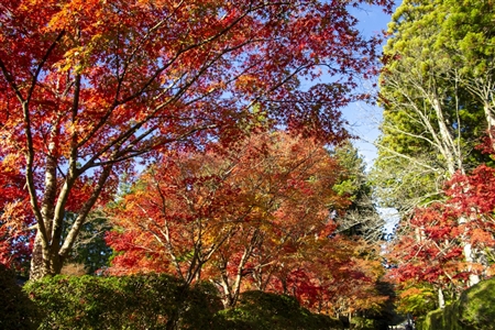 autumn leaves at Koyasan(35)