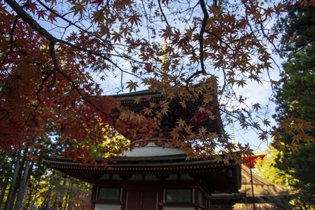autumn leaves at Koyasan(41)
