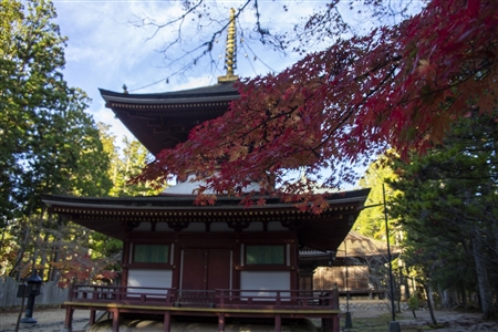 autumn leaves at Koyasan(42)
