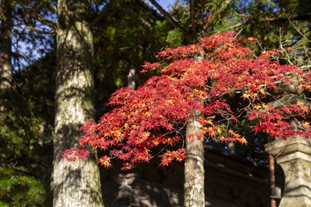autumn leaves at Koyasan(46)