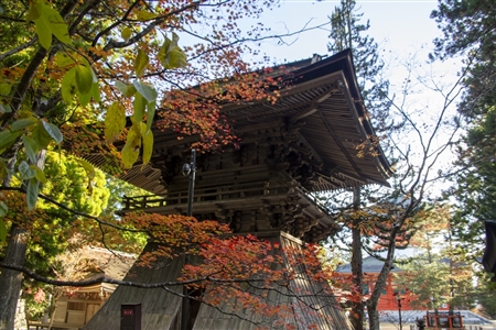autumn leaves at Koyasan(50)