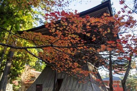 autumn leaves at Koyasan(51)