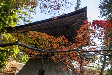 autumn leaves at Koyasan(52)