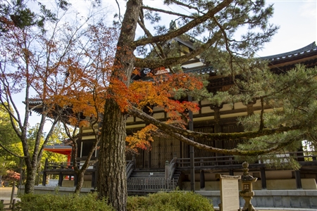 autumn leaves at Koyasan(53)