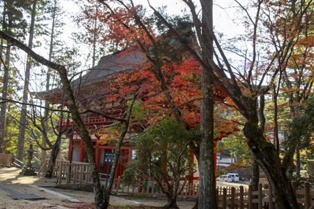 autumn leaves at Koyasan(54)