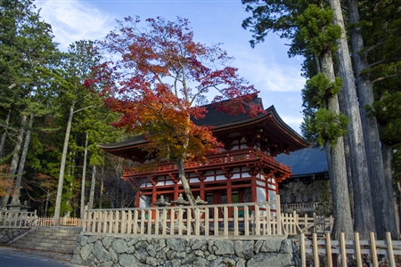 autumn leaves at Koyasan(57)