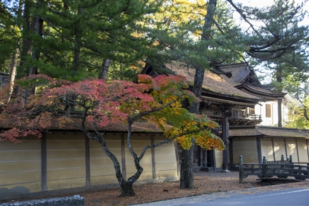 autumn leaves at Koyasan(59)