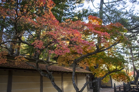 autumn leaves at Koyasan(60)