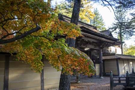autumn leaves at Koyasan(61)