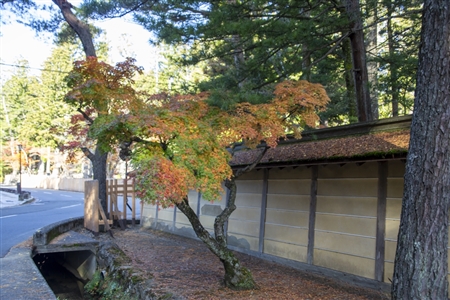 autumn leaves at Koyasan(62)