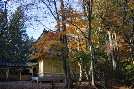 autumn leaves at Koyasan(65)