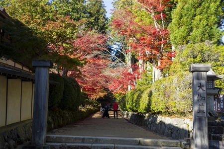 autumn leaves at Koyasan(70)