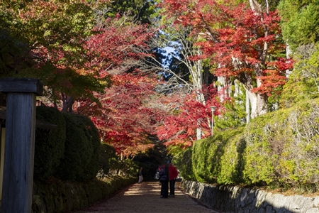 autumn leaves at Koyasan(71)