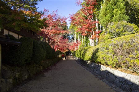 autumn leaves at Koyasan(72)