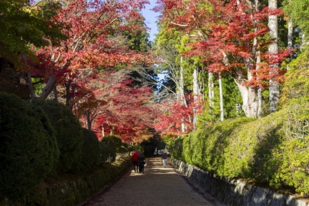 autumn leaves at Koyasan(73)