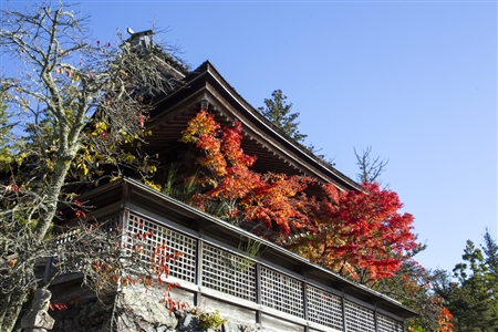 autumn leaves at Koyasan(75)