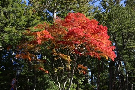 autumn leaves at Koyasan(77)