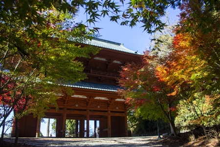 autumn leaves at Koyasan(80)