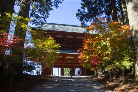 autumn leaves at Koyasan(82)