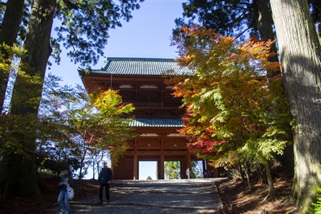 autumn leaves at Koyasan(83)
