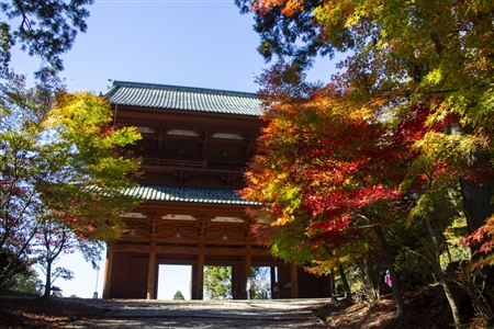 autumn leaves at Koyasan(84)